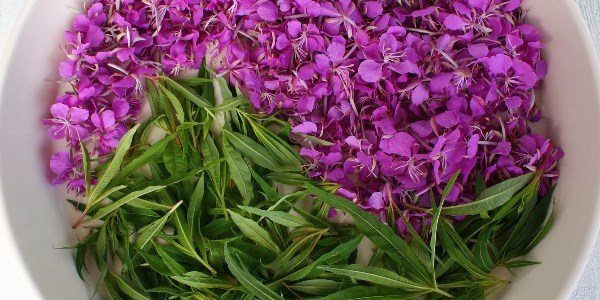 Цветы и листья кипрея