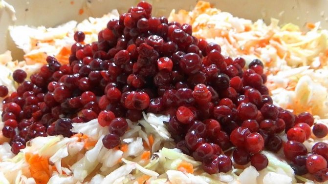 Квашеная капуста с брусникой - рецепт классический и несколько его вариаций