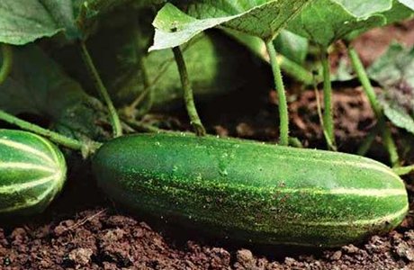 Пикули и корнишоны