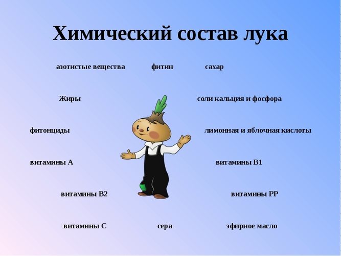 Репчатый лук. Польза и вред для организма, лечебные свойства, калорийность, белки, жиры, углеводы